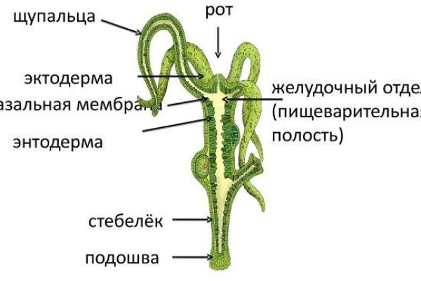 Прямая ссылка на блэкспрут в тор